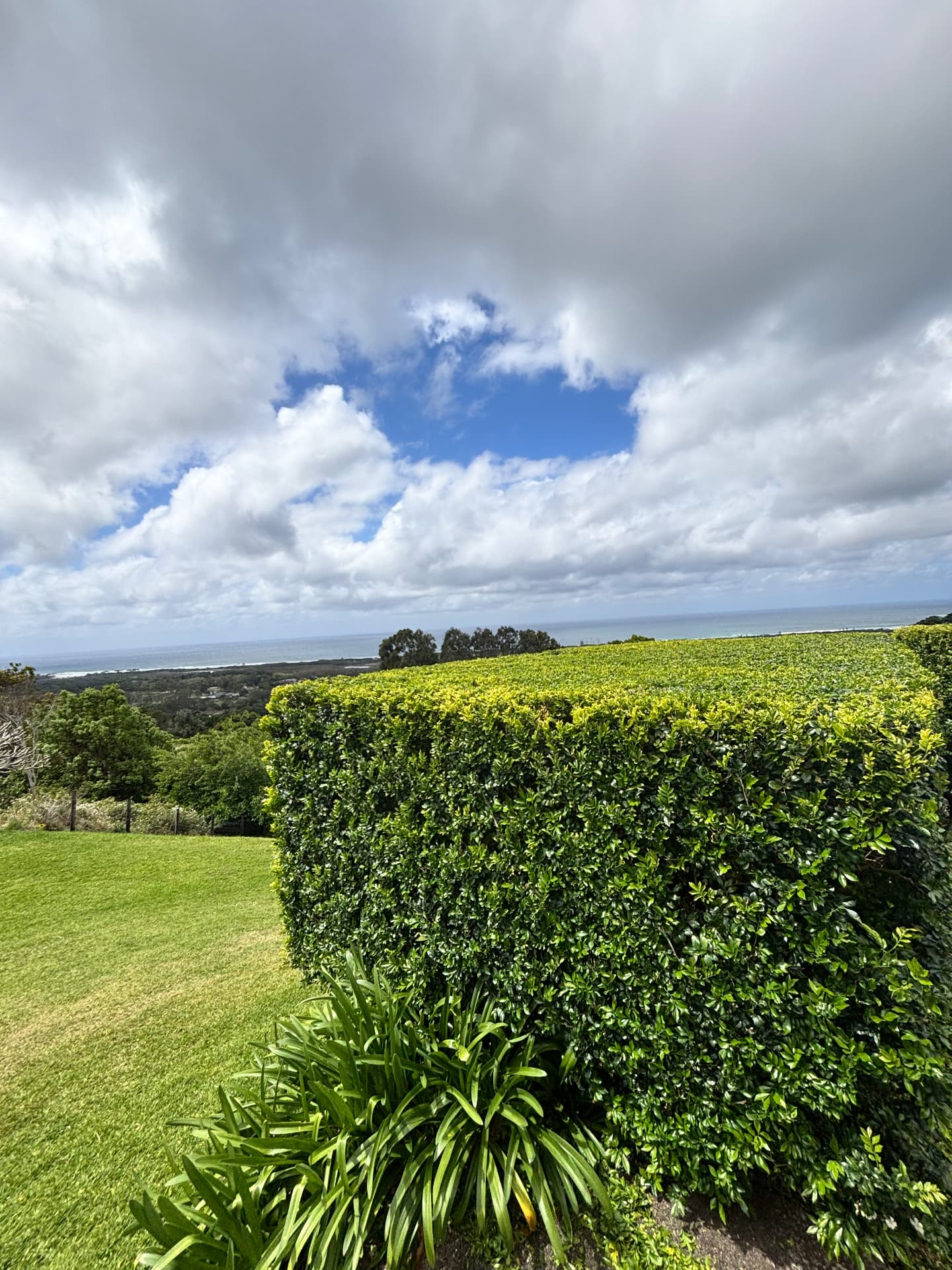 Neatly clipped hedge with a view over the Byron Bay coast