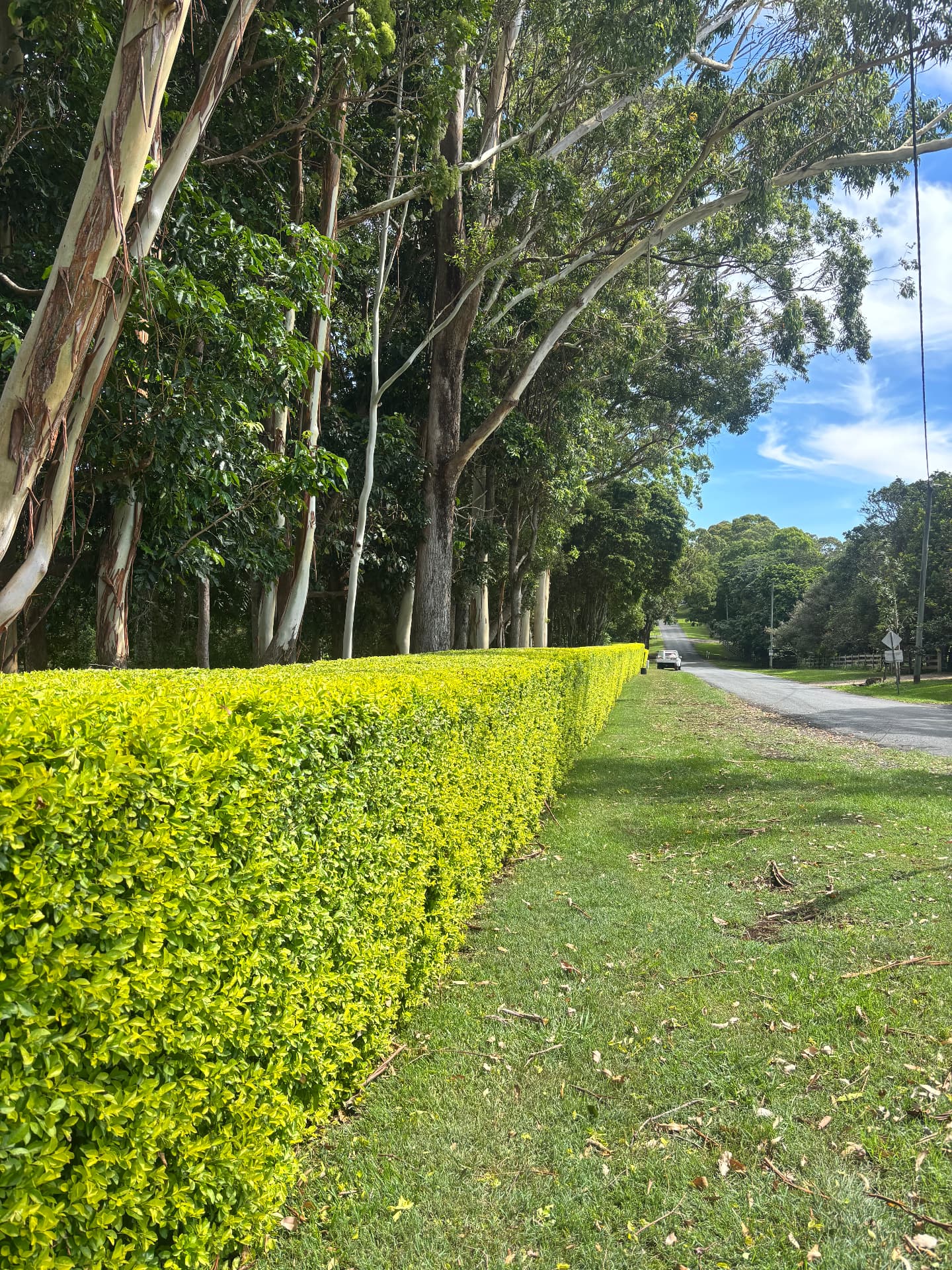 Long hedge clipped to a crisp line beside a country road